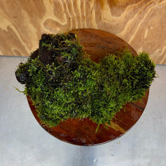 Scapeshop.com.au One Only Amazing Fontinalis Log - Large (Java Moss) - One Only Amazing Fontinalis Log - Large (Java Moss) - One Only