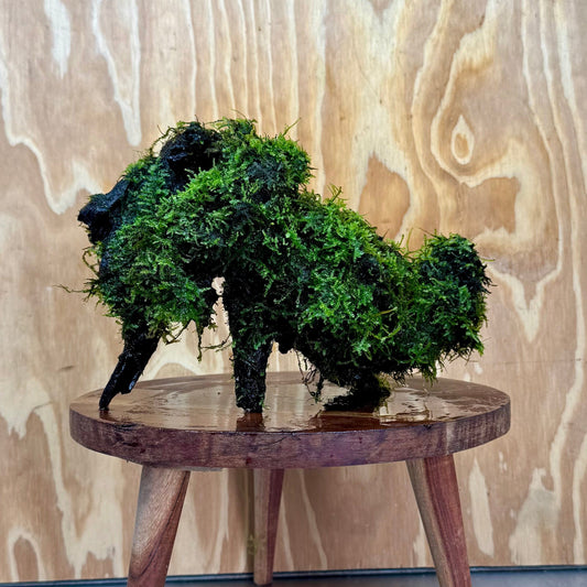 Scapeshop.com.au One Only Amazing Fontinalis Log - Large (Java Moss) - One Only Amazing Fontinalis Log - Large (Java Moss) - One Only