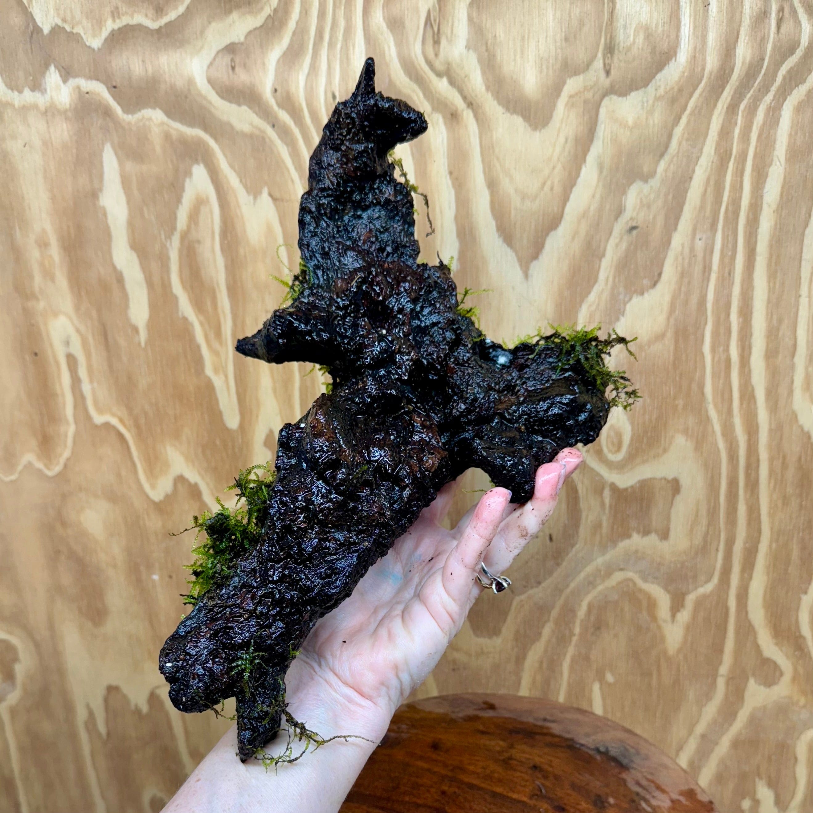 Scapeshop.com.au One Only Amazing Fontinalis Log - Large (Java Moss) - One Only Amazing Fontinalis Log - Large (Java Moss) - One Only