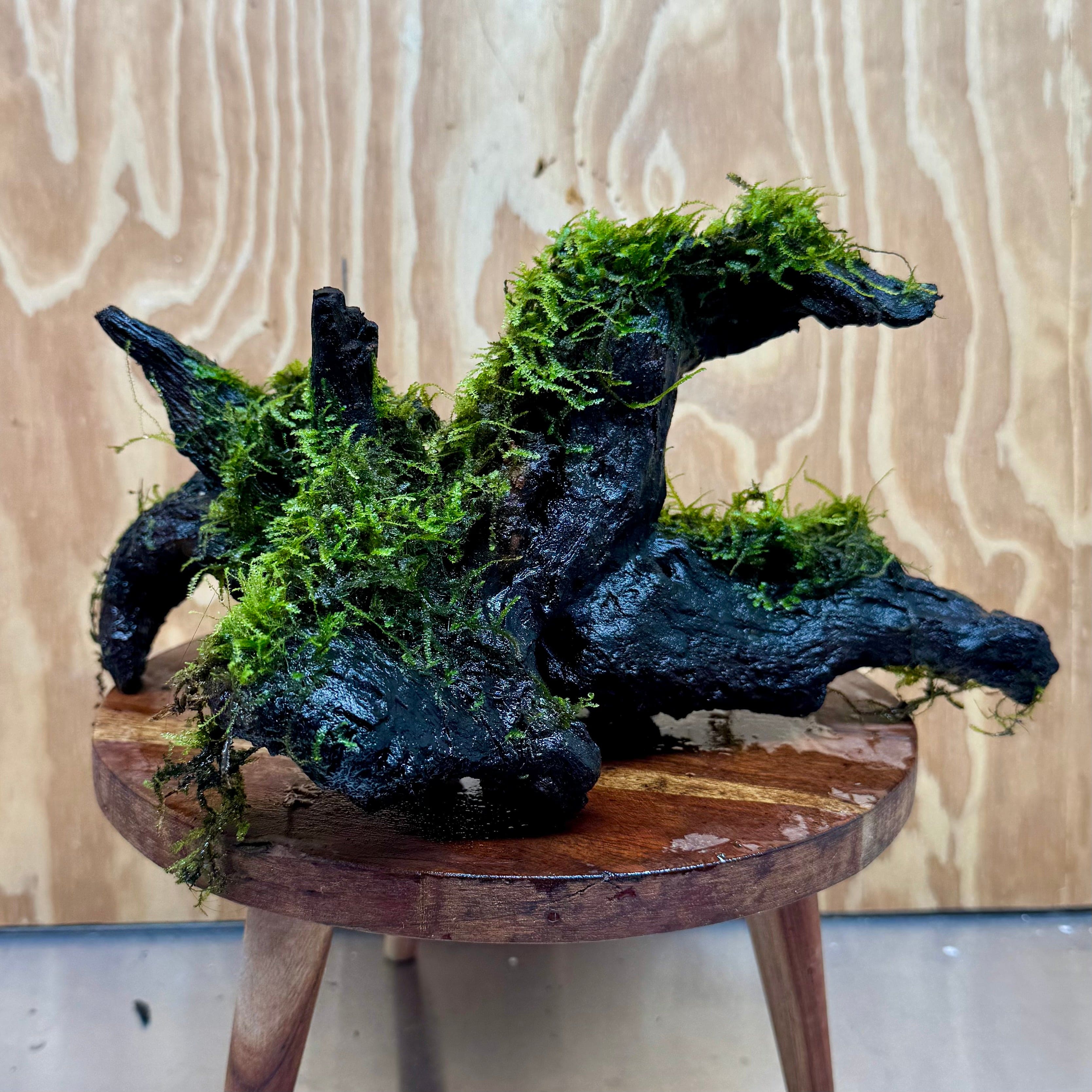 Scapeshop.com.au One Only Amazing Fontinalis Log - Large (Java Moss) - One Only Amazing Fontinalis Log - Large (Java Moss) - One Only