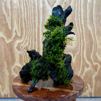 Scapeshop.com.au One Only Amazing Fontinalis Log - Large (Java Moss) - One Only Amazing Fontinalis Log - Large (Java Moss) - One Only