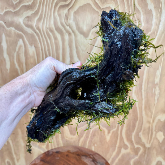 Scapeshop.com.au One Only Amazing Fontinalis Log - Large (Java Moss) - One Only Amazing Fontinalis Log - Large (Java Moss) - One Only