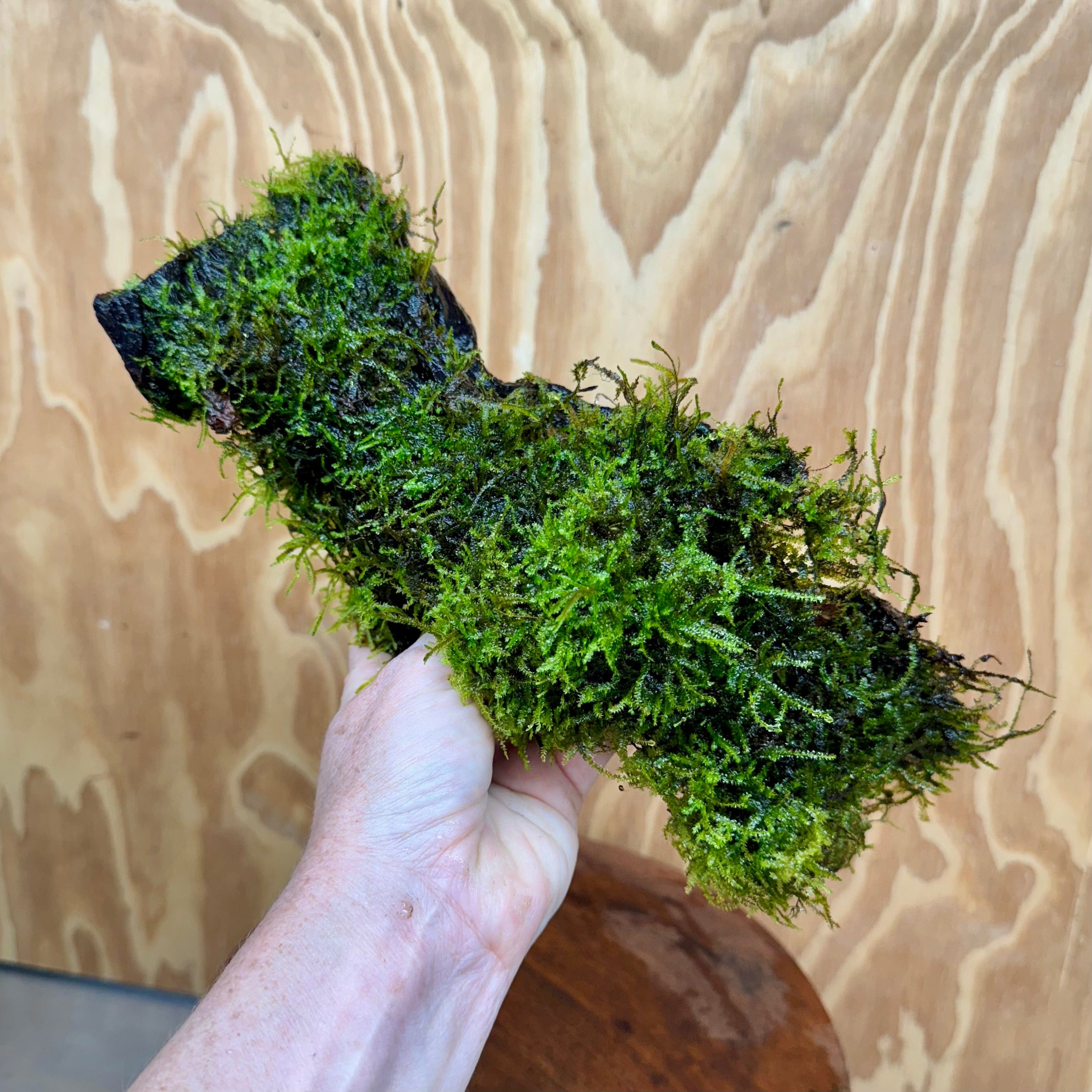 Scapeshop.com.au One Only Amazing Fontinalis Log - Large (Java Moss) - One Only Amazing Fontinalis Log - Large (Java Moss) - One Only