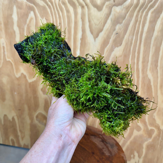 Scapeshop.com.au One Only Amazing Fontinalis Log - Large (Java Moss) - One Only Amazing Fontinalis Log - Large (Java Moss) - One Only