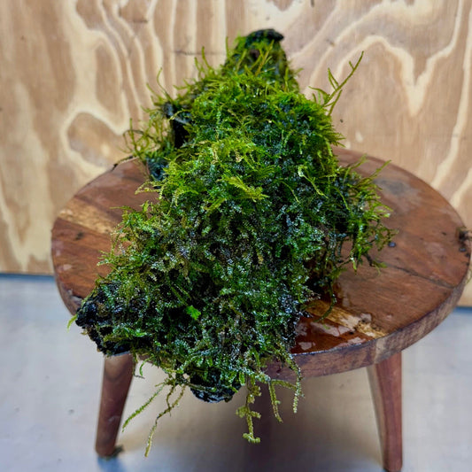 Scapeshop.com.au One Only Amazing Fontinalis Log - Large (Java Moss) - One Only Amazing Fontinalis Log - Large (Java Moss) - One Only