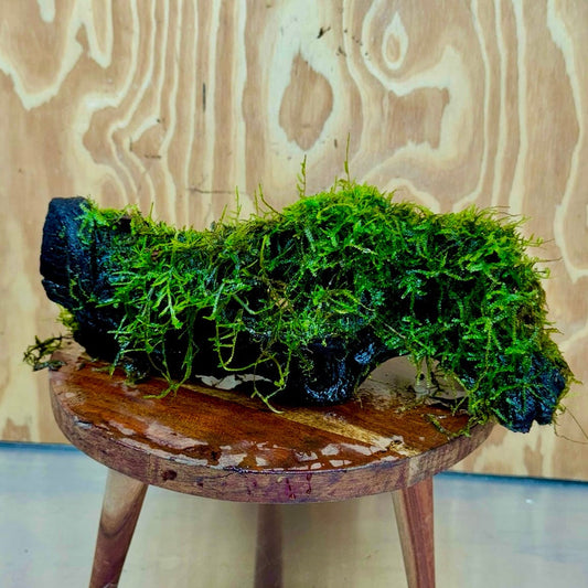 Scapeshop.com.au One Only Amazing Fontinalis Log - Large (Java Moss) - One Only Amazing Fontinalis Log - Large (Java Moss) - One Only