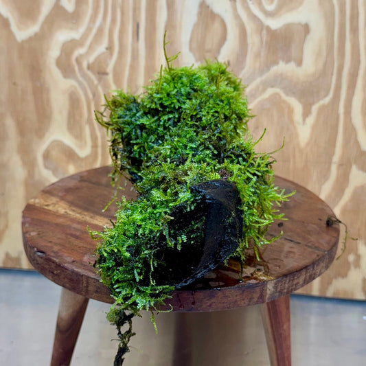 Scapeshop.com.au One Only Amazing Fontinalis Log - Large (Java Moss) - One Only Amazing Fontinalis Log - Large (Java Moss) - One Only