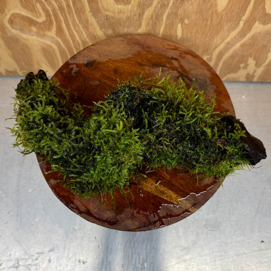 Scapeshop.com.au One Only Amazing Fontinalis Log - Large (Java Moss) - One Only Amazing Fontinalis Log - Large (Java Moss) - One Only