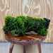 Scapeshop.com.au One Only Amazing Fontinalis Log - Large (Java Moss) - One Only Amazing Fontinalis Log - Large (Java Moss) - One Only