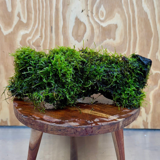Scapeshop.com.au One Only Amazing Fontinalis Log - Large (Java Moss) - One Only Amazing Fontinalis Log - Large (Java Moss) - One Only