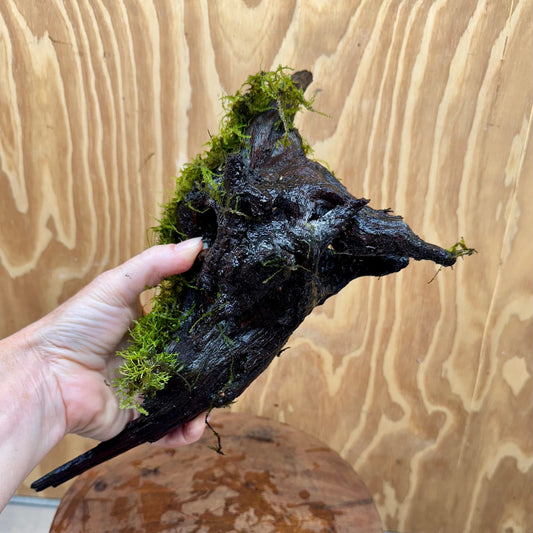 Scapeshop.com.au One Only Amazing Fontinalis Log - Large (Java Moss) - One Only Amazing Fontinalis Log - Large (Java Moss) - One Only