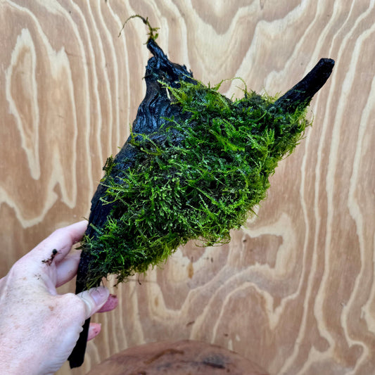 Scapeshop.com.au One Only Amazing Fontinalis Log - Large (Java Moss) - One Only Amazing Fontinalis Log - Large (Java Moss) - One Only