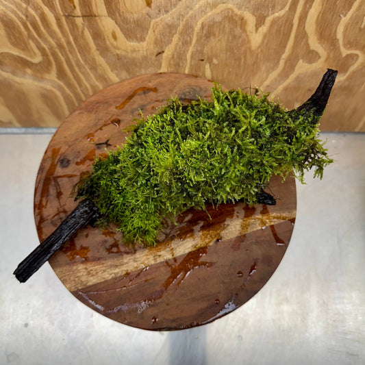 Scapeshop.com.au One Only Amazing Fontinalis Log - Large (Java Moss) - One Only Amazing Fontinalis Log - Large (Java Moss) - One Only