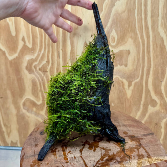 Scapeshop.com.au One Only Amazing Fontinalis Log - Large (Java Moss) - One Only Amazing Fontinalis Log - Large (Java Moss) - One Only