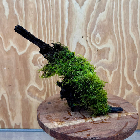 Scapeshop.com.au One Only Amazing Fontinalis Log - Large (Java Moss) - One Only Amazing Fontinalis Log - Large (Java Moss) - One Only