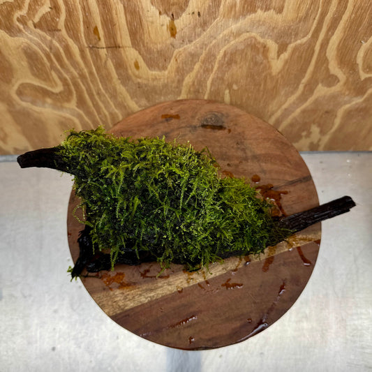 Scapeshop.com.au One Only Amazing Fontinalis Log - Large (Java Moss) - One Only Amazing Fontinalis Log - Large (Java Moss) - One Only