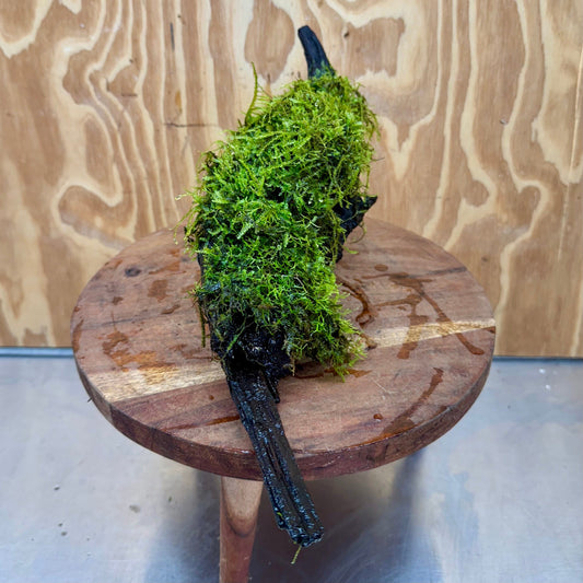 Scapeshop.com.au One Only Amazing Fontinalis Log - Large (Java Moss) - One Only Amazing Fontinalis Log - Large (Java Moss) - One Only