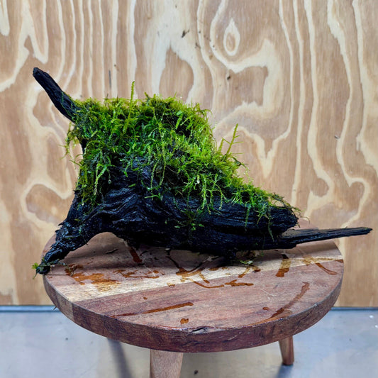 Scapeshop.com.au One Only Amazing Fontinalis Log - Large (Java Moss) - One Only Amazing Fontinalis Log - Large (Java Moss) - One Only