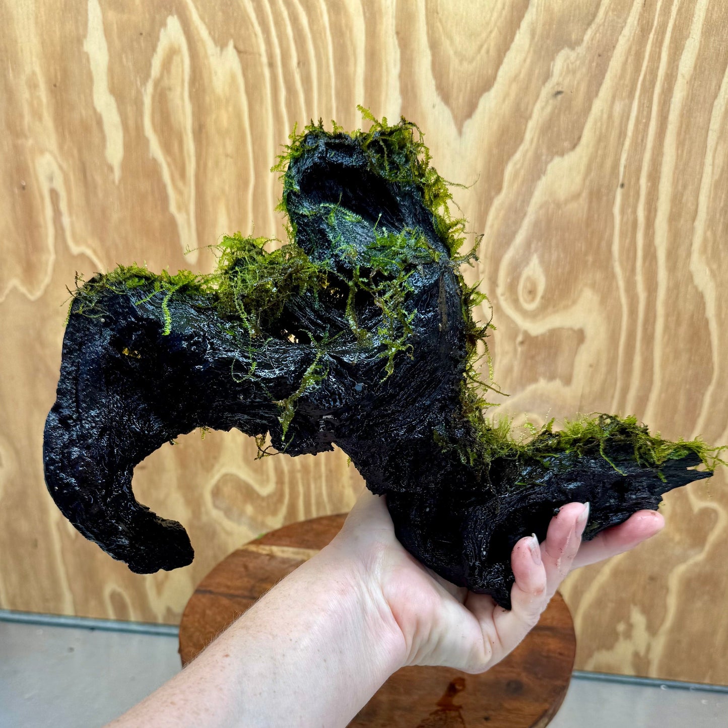 Scapeshop.com.au One Only Amazing Fontinalis Log - Large (Java Moss) - One Only Amazing Fontinalis Log - Large (Java Moss) - One Only