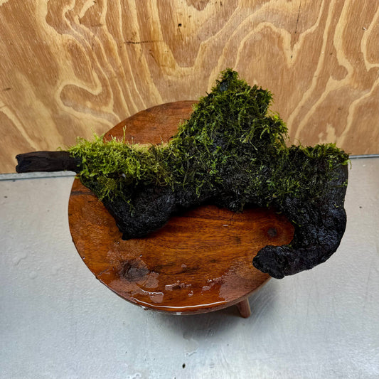 Scapeshop.com.au One Only Amazing Fontinalis Log - Large (Java Moss) - One Only Amazing Fontinalis Log - Large (Java Moss) - One Only