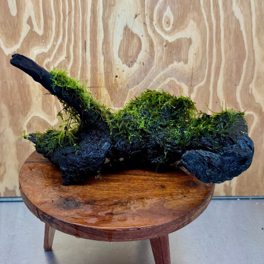 Scapeshop.com.au One Only Amazing Fontinalis Log - Large (Java Moss) - One Only Amazing Fontinalis Log - Large (Java Moss) - One Only