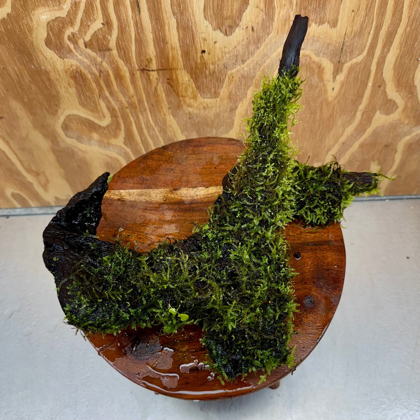 Scapeshop.com.au One Only Amazing Fontinalis Log - Large (Java Moss) - One Only Amazing Fontinalis Log - Large (Java Moss) - One Only