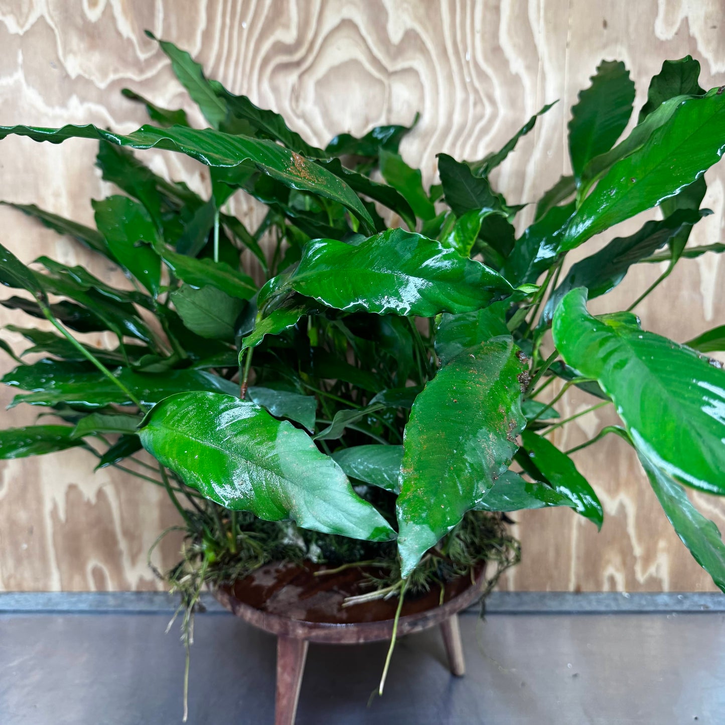 Pisces Enterprises One Only Anubias Afzelli Mother Plant - Extra-special, Advanced Plant - One Only Choose this Anubias Afzelli Mother Aquarium Plant at Scapeshop Australia