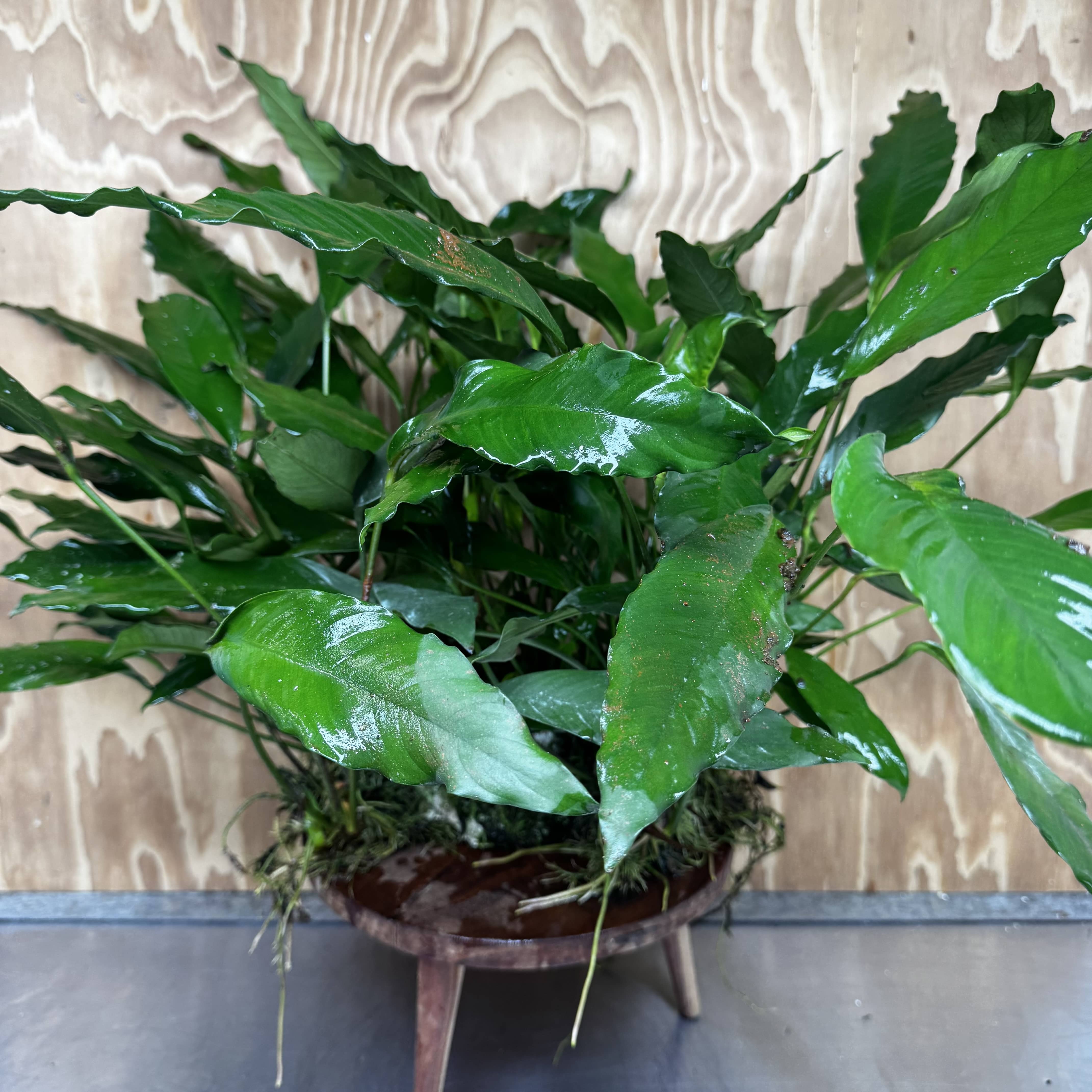 Pisces Enterprises One Only Anubias Afzelli Mother Plant - Extra-special, Advanced Plant - One Only Choose this Anubias Afzelli Mother Aquarium Plant at Scapeshop Australia