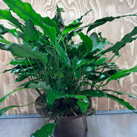 Pisces Enterprises One Only Anubias Afzelli Mother Plant - Extra-special, Advanced Plant - One Only Choose this Anubias Afzelli Mother Aquarium Plant at Scapeshop Australia