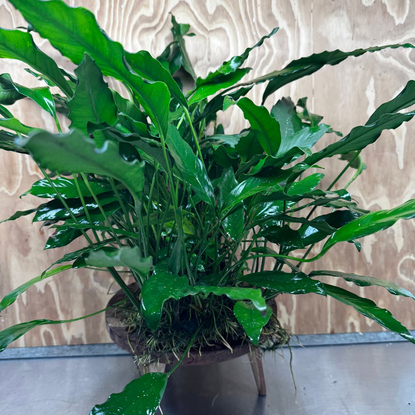 Pisces Enterprises One Only Anubias Afzelli Mother Plant - Extra-special, Advanced Plant - One Only Choose this Anubias Afzelli Mother Aquarium Plant at Scapeshop Australia