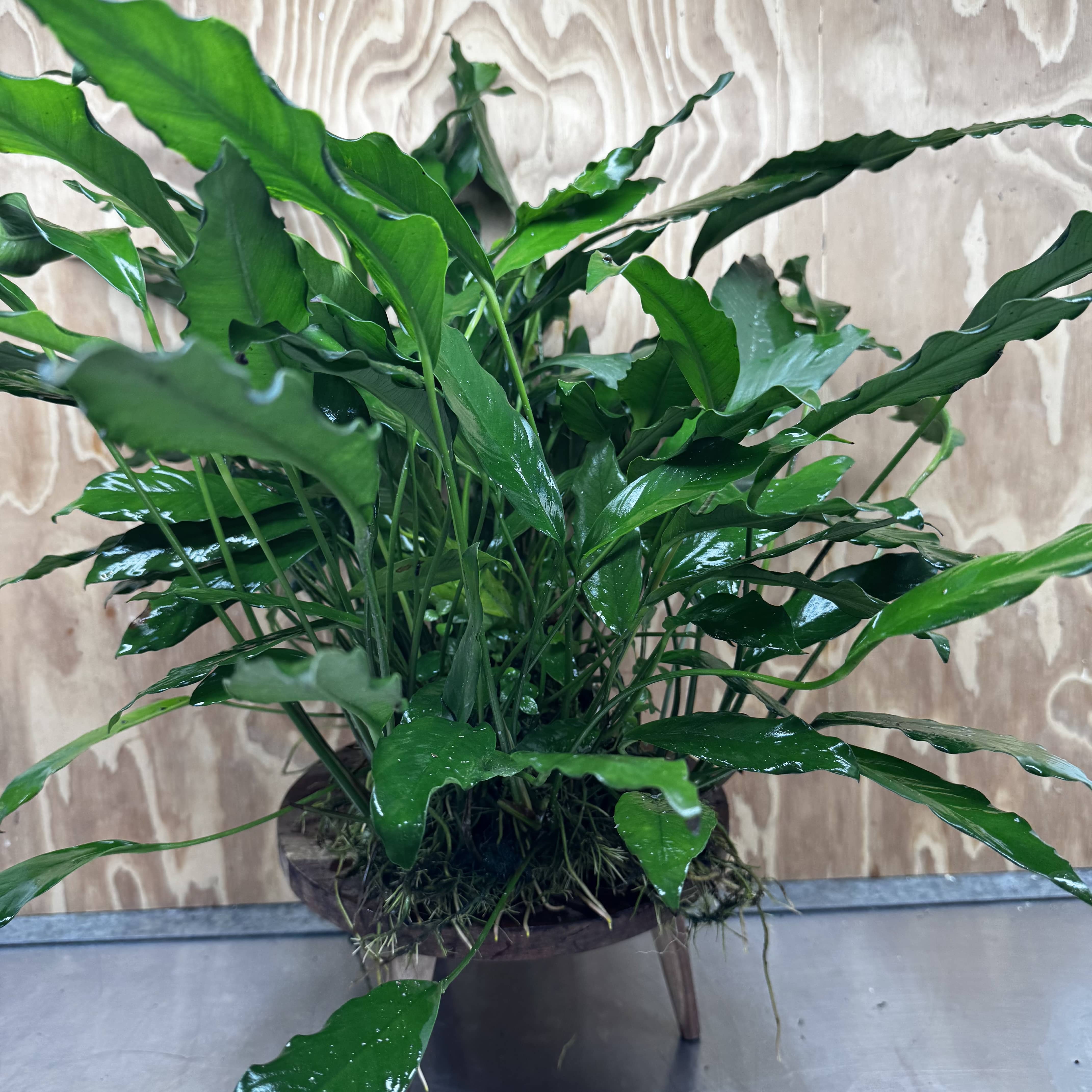 Pisces Enterprises One Only Anubias Afzelli Mother Plant - Extra-special, Advanced Plant - One Only Choose this Anubias Afzelli Mother Aquarium Plant at Scapeshop Australia