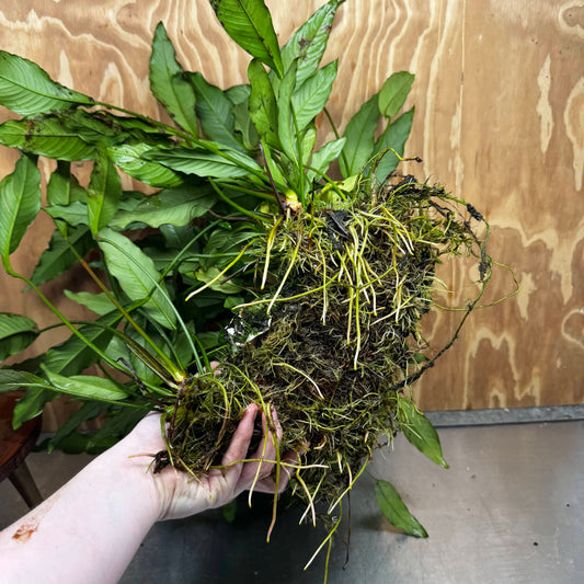 Pisces Enterprises One Only Anubias Afzelli Mother Plant - Extra-special, Advanced Plant - One Only Choose this Anubias Afzelli Mother Aquarium Plant at Scapeshop Australia