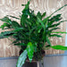 Pisces Enterprises One Only Anubias Afzelli Mother Plant - Extra-special, Advanced Plant - One Only Choose this Anubias Afzelli Mother Aquarium Plant at Scapeshop Australia