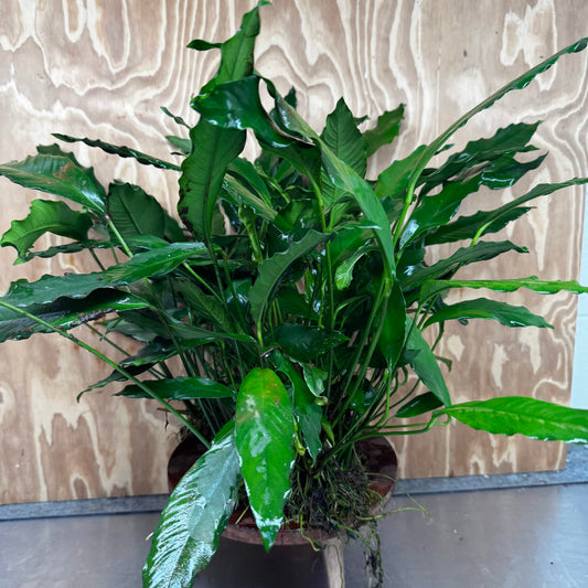 Pisces Enterprises One Only Anubias Afzelli Mother Plant - Extra-special, Advanced Plant - One Only Choose this Anubias Afzelli Mother Aquarium Plant at Scapeshop Australia