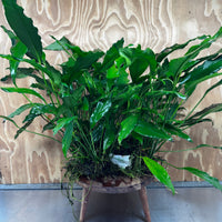 Pisces Enterprises One Only Anubias Afzelli Mother Plant - Extra-special, Advanced Plant - One Only Choose this Anubias Afzelli Mother Aquarium Plant at Scapeshop Australia