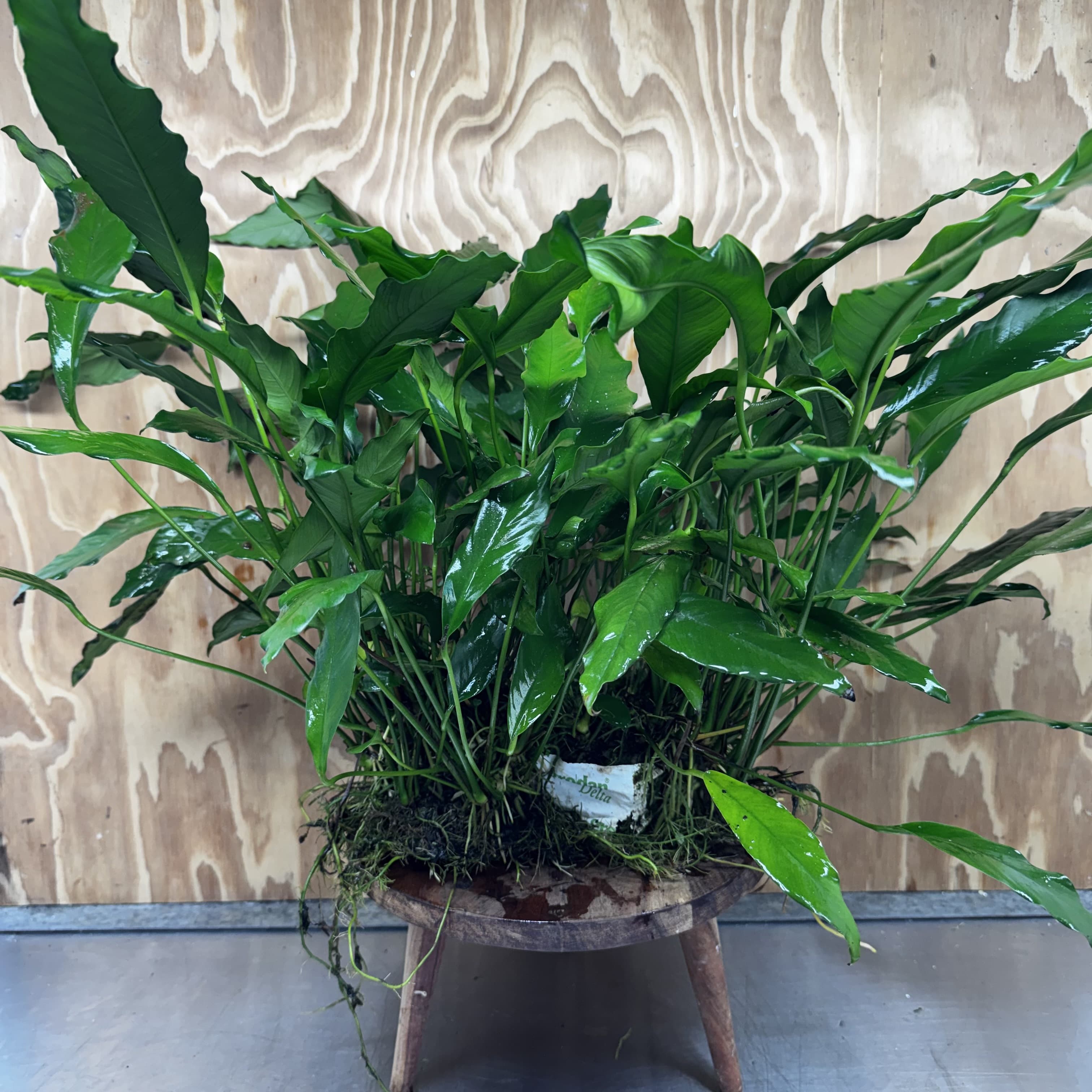 Pisces Enterprises One Only Anubias Afzelli Mother Plant - Extra-special, Advanced Plant - One Only Choose this Anubias Afzelli Mother Aquarium Plant at Scapeshop Australia