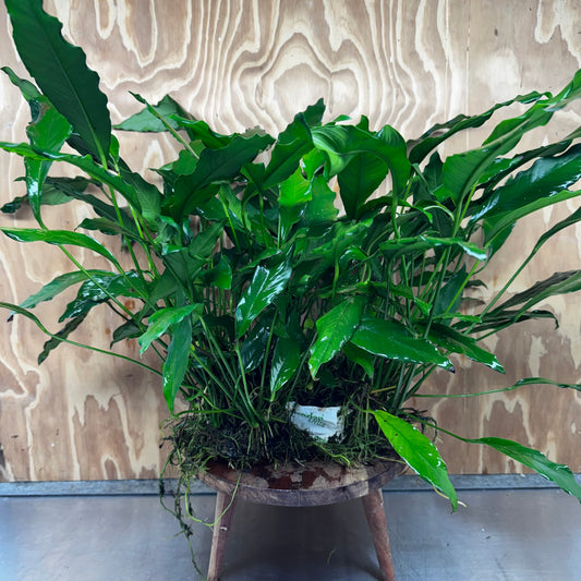 Pisces Enterprises One Only Anubias Afzelli Mother Plant - Extra-special, Advanced Plant - One Only Choose this Anubias Afzelli Mother Aquarium Plant at Scapeshop Australia