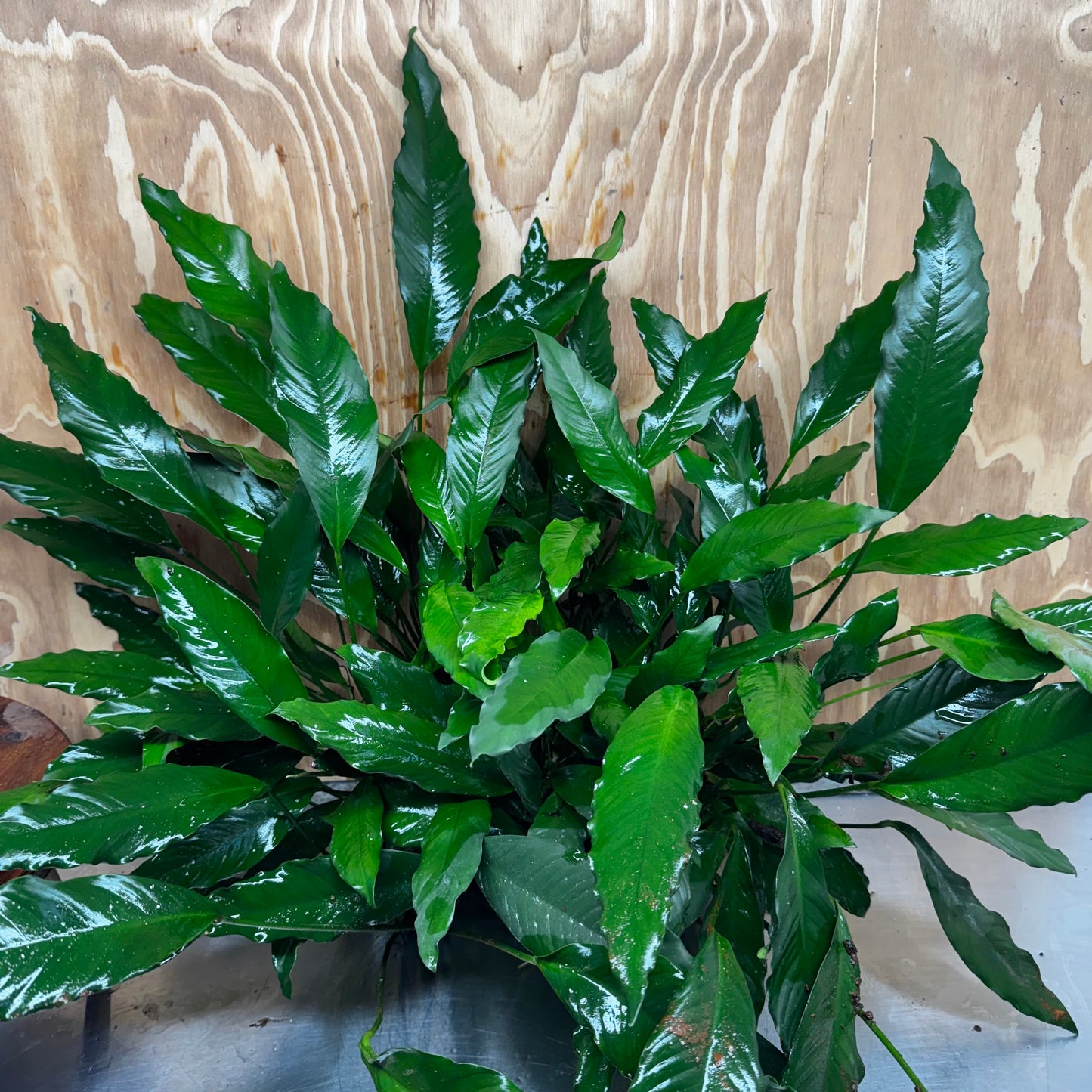 Pisces Enterprises One Only Anubias Afzelli Mother Plant - Extra-special, Advanced Plant - One Only Choose this Anubias Afzelli Mother Aquarium Plant at Scapeshop Australia