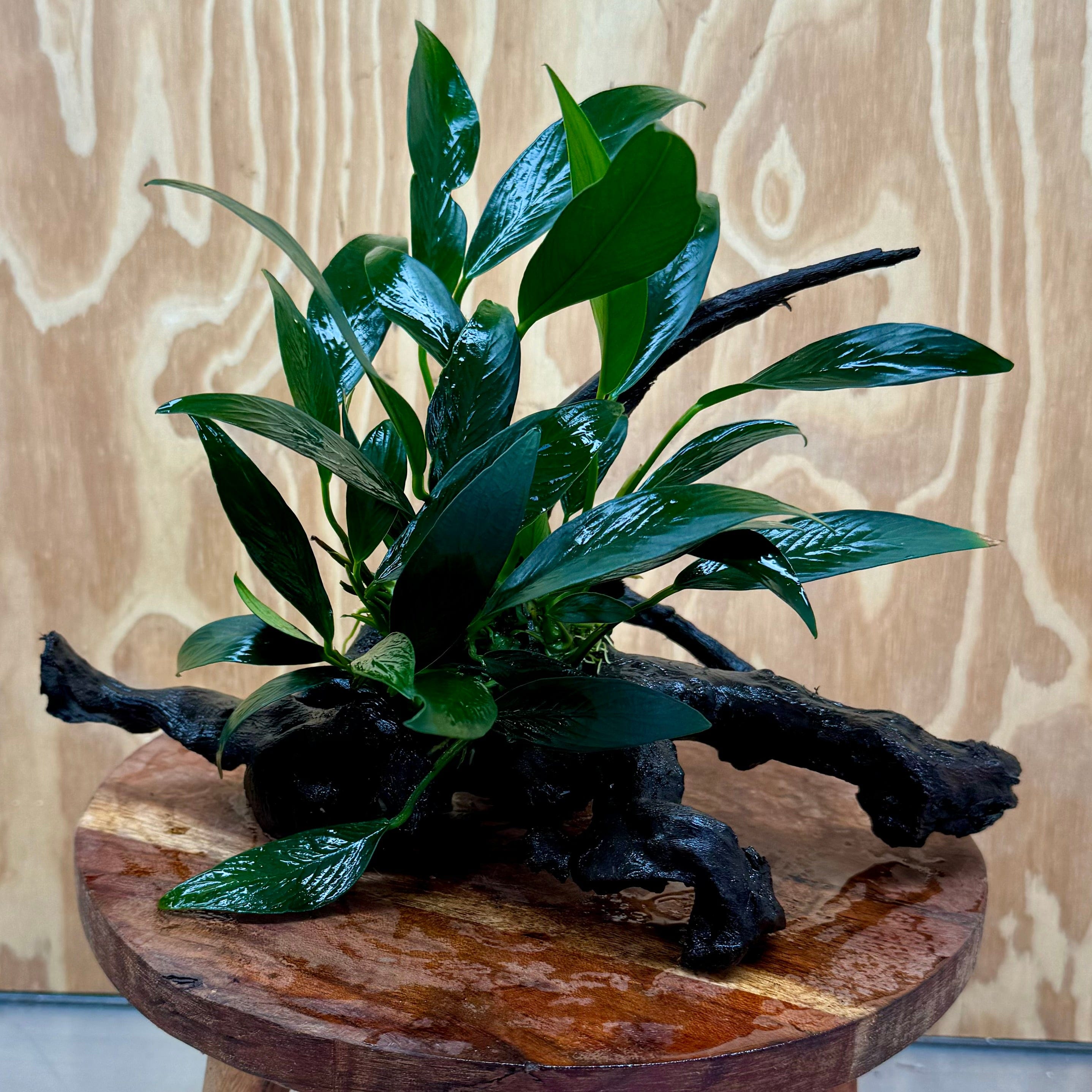 Pisces Enterprises One Only Anubias 'Afzelli Old Type' on Medium Driftwood Creation - One Only - Fancy Anubias Afzelli Old Type on Medium Driftwood - ONE ONLY - Scapeshop