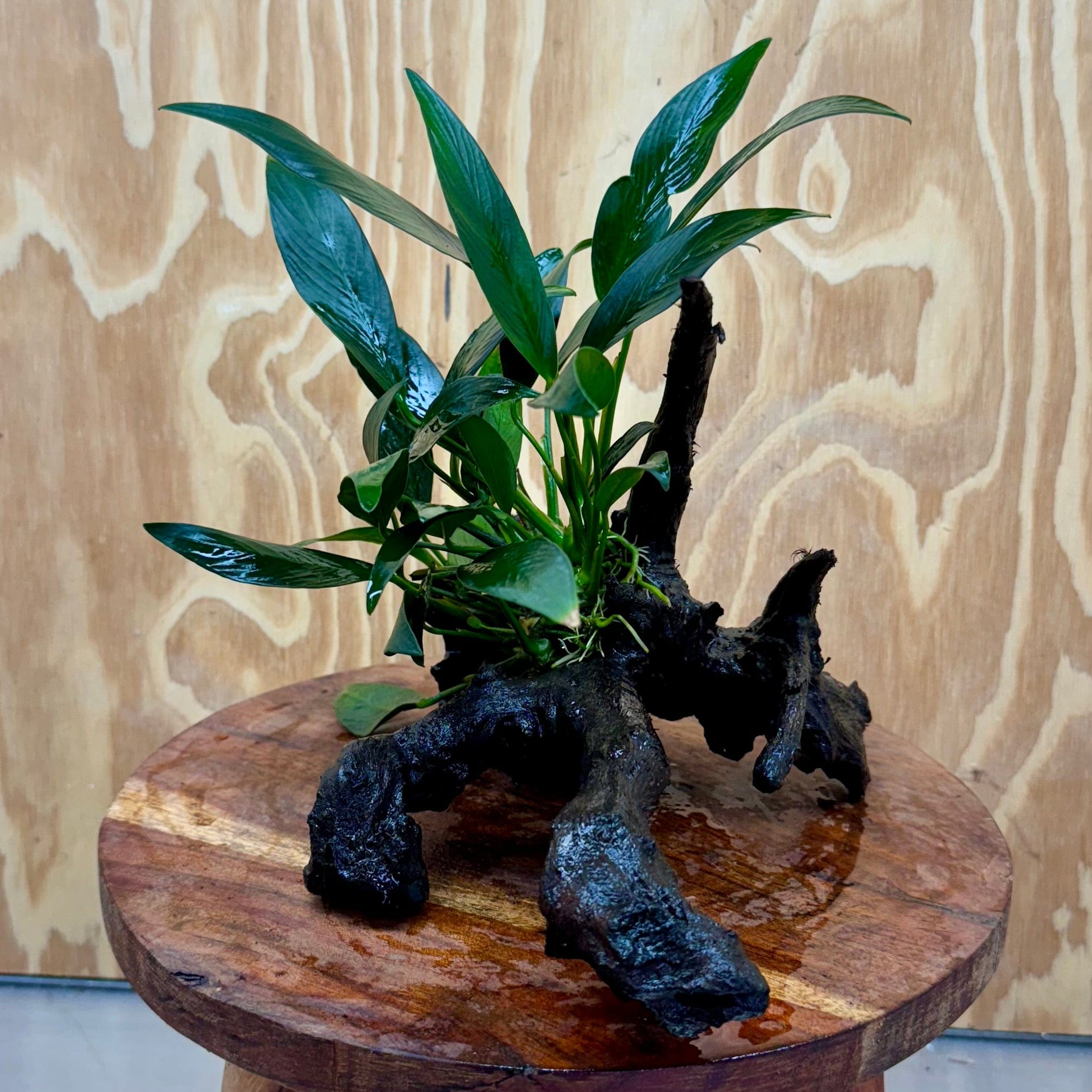 Pisces Enterprises One Only Anubias 'Afzelli Old Type' on Medium Driftwood Creation - One Only - Fancy Anubias Afzelli Old Type on Medium Driftwood - ONE ONLY - Scapeshop