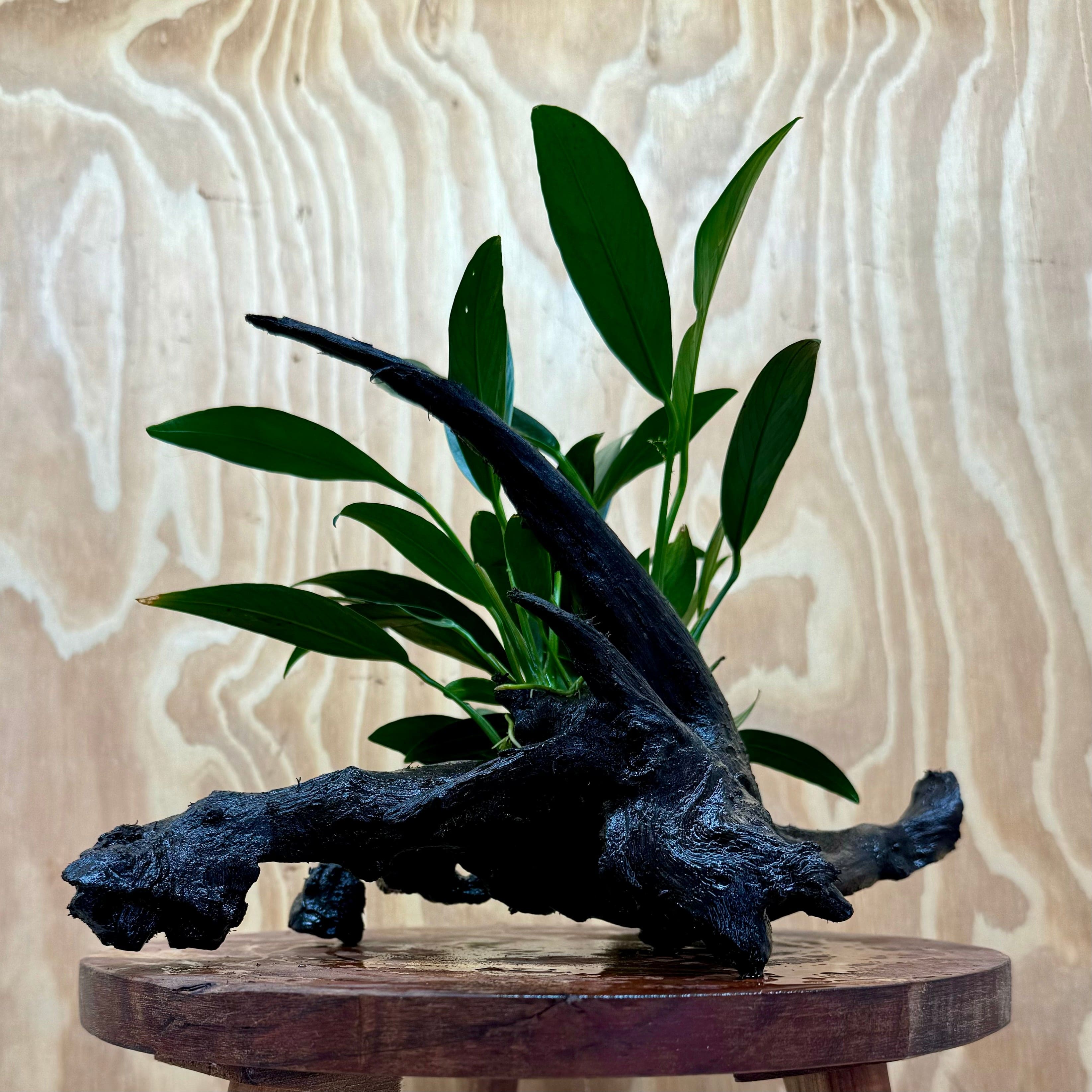 Pisces Enterprises One Only Anubias 'Afzelli Old Type' on Medium Driftwood Creation - One Only - Fancy Anubias Afzelli Old Type on Medium Driftwood - ONE ONLY - Scapeshop