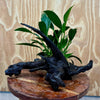 Pisces Enterprises One Only Anubias 'Afzelli Old Type' on Medium Driftwood Creation - One Only - Fancy Anubias Afzelli Old Type on Medium Driftwood - ONE ONLY - Scapeshop