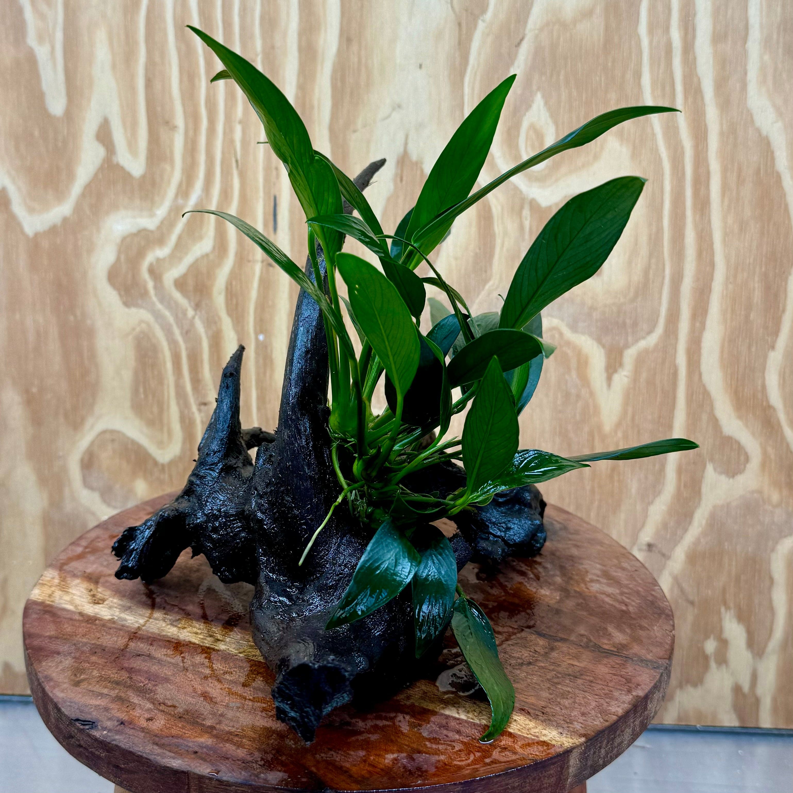 Pisces Enterprises One Only Anubias 'Afzelli Old Type' on Medium Driftwood Creation - One Only - Fancy Anubias Afzelli Old Type on Medium Driftwood - ONE ONLY - Scapeshop