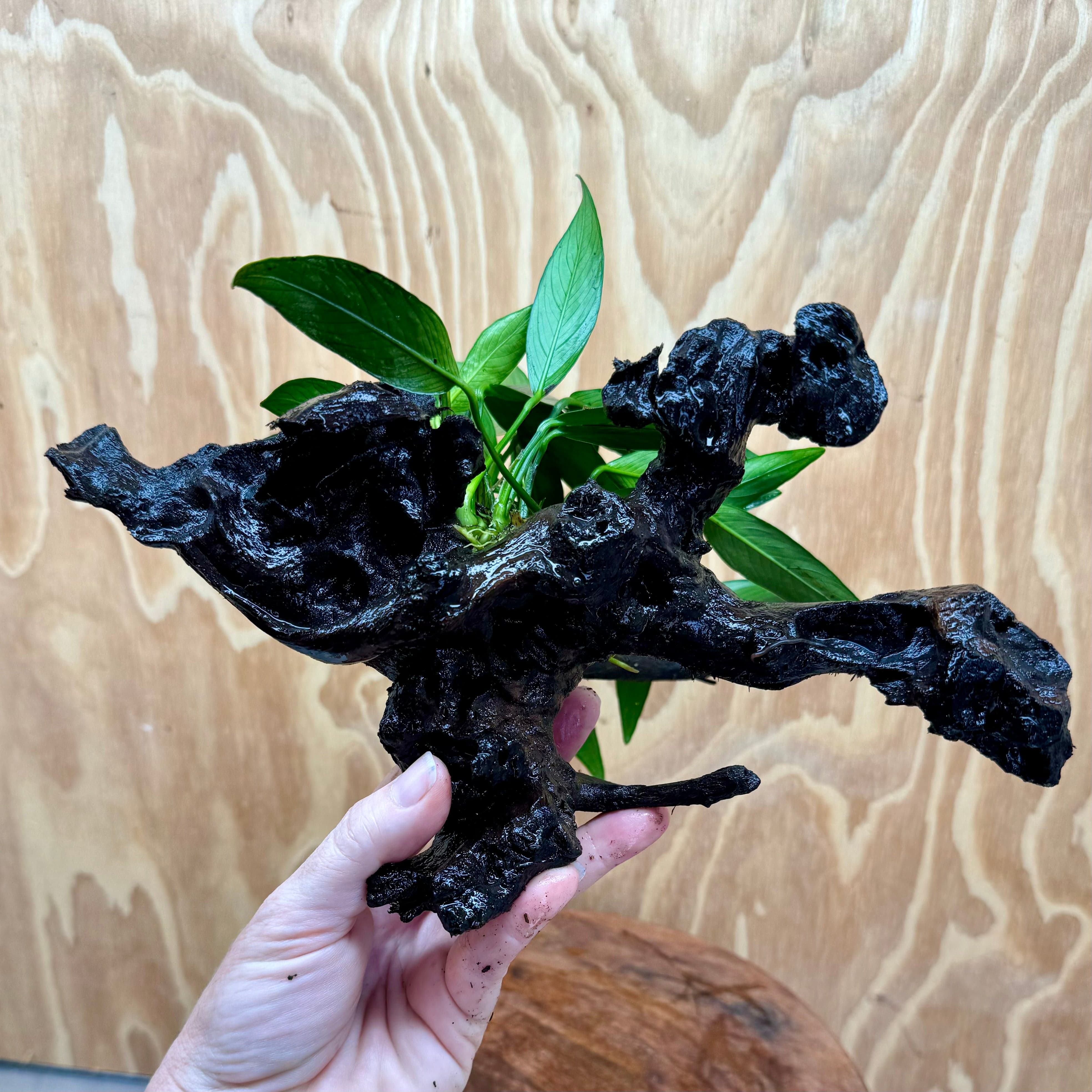 Pisces Enterprises One Only Anubias 'Afzelli Old Type' on Medium Driftwood Creation - One Only - Fancy Anubias Afzelli Old Type on Medium Driftwood - ONE ONLY - Scapeshop