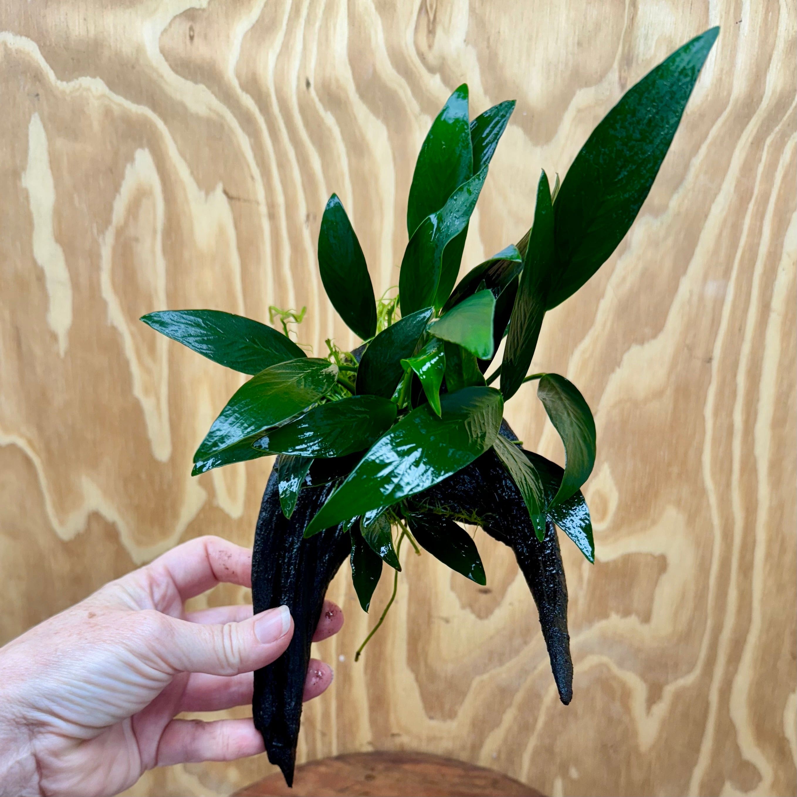 Pisces Enterprises One Only Anubias 'Afzelli Old Type' on Medium Driftwood Creation - One Only - Graceful Anubias Old Type Afzelli on Medium Driftwood - ONE ONLY - Scapeshop