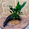 Pisces Enterprises One Only Anubias 'Afzelli Old Type' on Medium Driftwood Creation - One Only - Graceful Anubias Old Type Afzelli on Medium Driftwood - ONE ONLY - Scapeshop