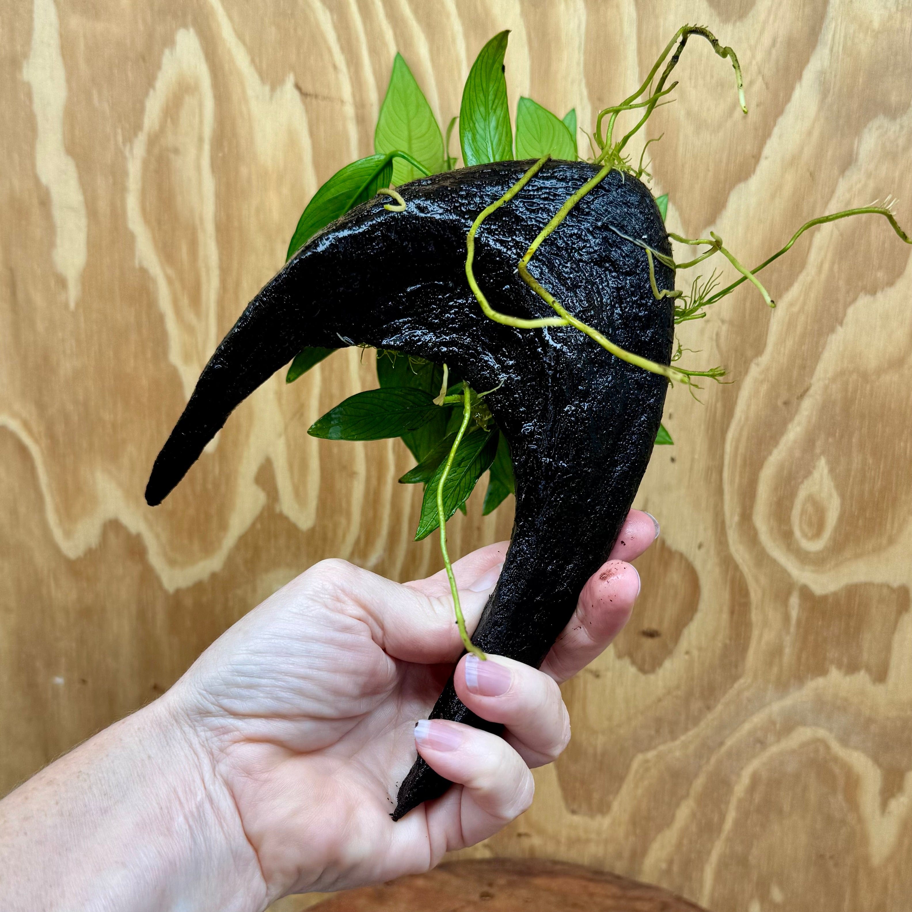 Pisces Enterprises One Only Anubias 'Afzelli Old Type' on Medium Driftwood Creation - One Only - Graceful Anubias Old Type Afzelli on Medium Driftwood - ONE ONLY - Scapeshop