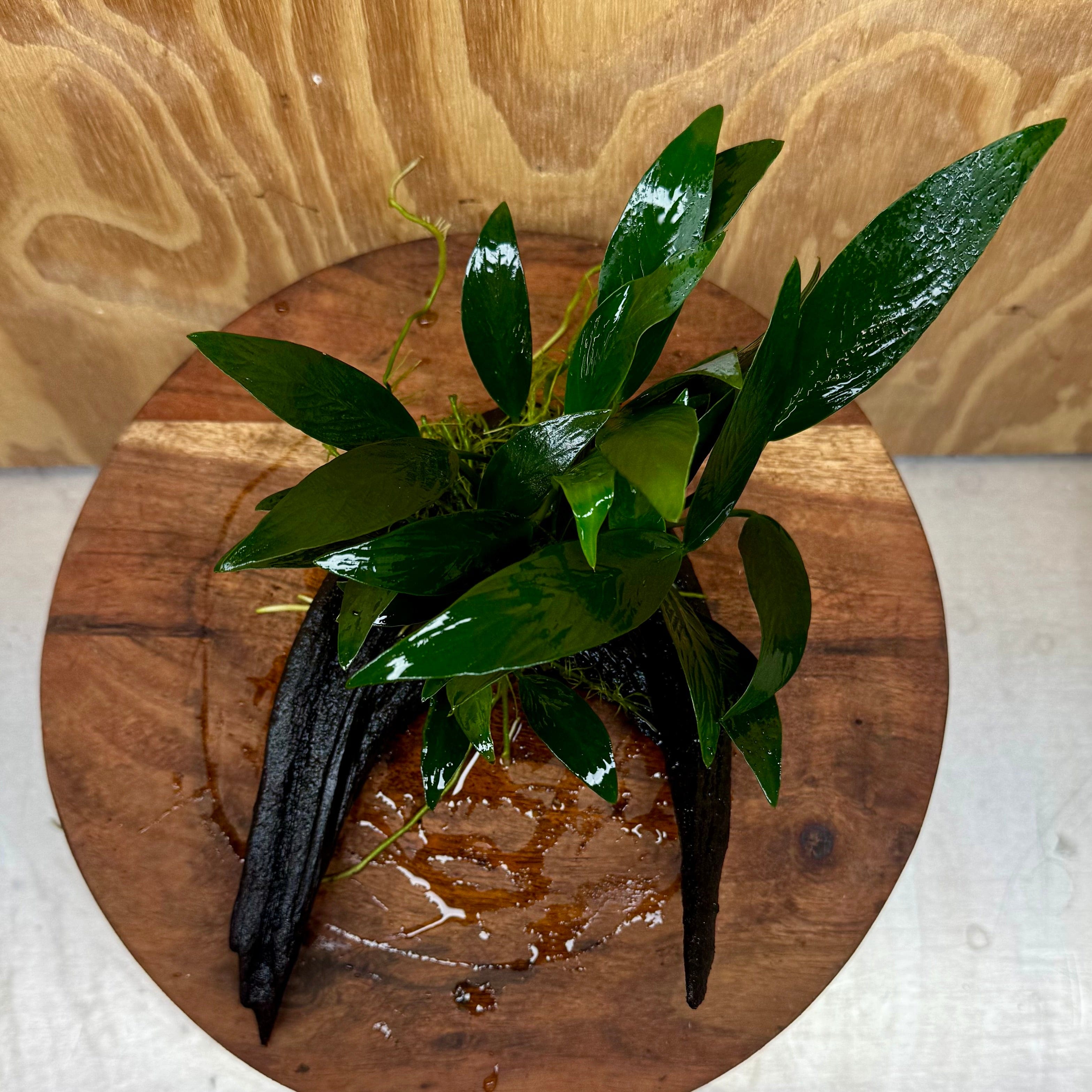 Pisces Enterprises One Only Anubias 'Afzelli Old Type' on Medium Driftwood Creation - One Only - Graceful Anubias Old Type Afzelli on Medium Driftwood - ONE ONLY - Scapeshop