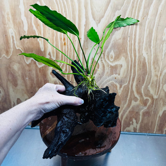 Pisces Enterprises One Only Anubias 'Afzelli' on Large Driftwood Creation - ONE ONLY Anubias Afzelli on Large Driftwood - One Only (B) Scapeshop Australia