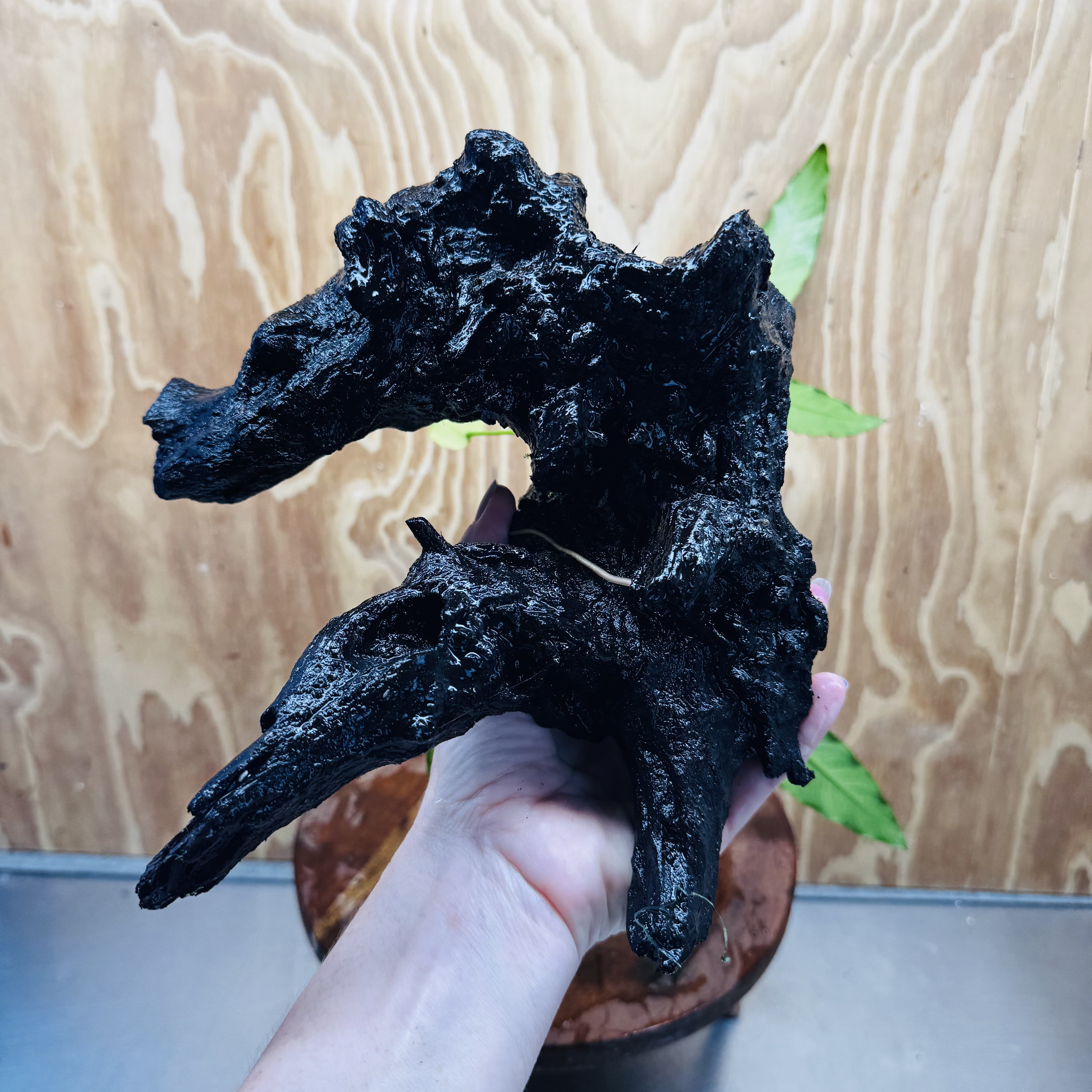 Pisces Enterprises One Only Anubias 'Afzelli' on Large Driftwood Creation - ONE ONLY Anubias Afzelli on Large Driftwood - One Only (B) Scapeshop Australia
